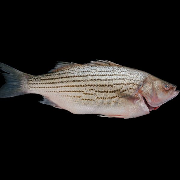 Whole Fish and Fish Fillet image